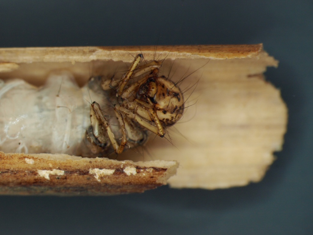 Limnephilus fuscinervis